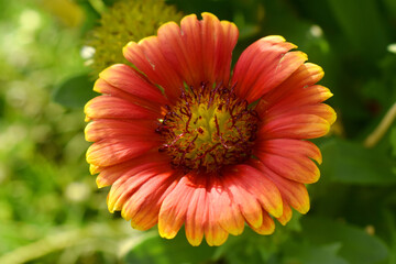 Red and yellow flower with nature blurred background in garden .Indian blanket flower (Gaillardia aristata flower)