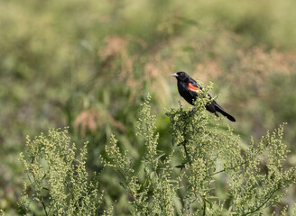 Red-winged Blackbird perched in habitat at local South Florida agricultural field.