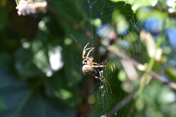 spider on the web
