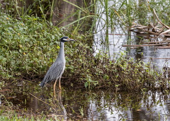 Yellow-Crowned Night Heron in habitat at local South Florida park pond.