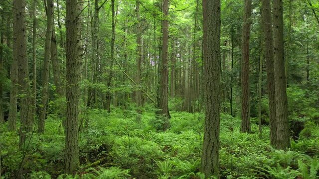 Rain Forest Trail in the Pacific Northwest. Springtime intense color in the understory and tall fir trees make for a delightful, and almost unreal, hike in this rain forest environment . 