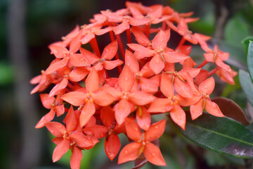 Closeup of beautiful Red flowers with green leaves and blurred background. (West Indian Jasmine)