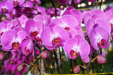 Fototapeta premium Flowers beautiful purple orchid phalaenopsis.