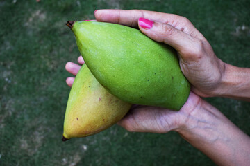 Totapuri mango or Ginimoothi mango, magnifera indica held in female hand