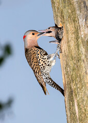 Northern flicker (Colaptes auratus) female feeding chicks, Ames, Iowa, USA.