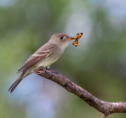 Eastern Wood Pewee (Contopus virens) with insect prey during migration, Galveston, Texas, USA.