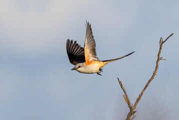 Scissor-tailed flycatcher (Tyrannus forficatus) flying, Galveston, Texas, USA.