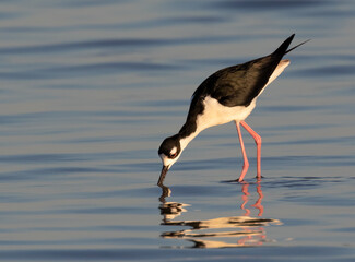 Black-necked stilt (Himantopus mexicanus) feeding near the ocean coast at early morning, Galveston, Texas, USA.