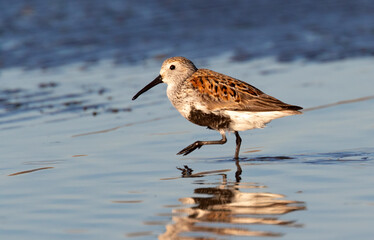 Dunlin (Calidris alpina) in breeding plumage feeding at the ocean beach, Galveston, Texas, USA.