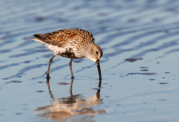 Dunlin (Calidris alpina) in breeding plumage feeding at the ocean beach, Galveston, Texas, USA.