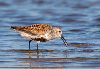 Dunlin (Calidris alpina) in breeding plumage feeding at the ocean beach, Galveston, Texas, USA.