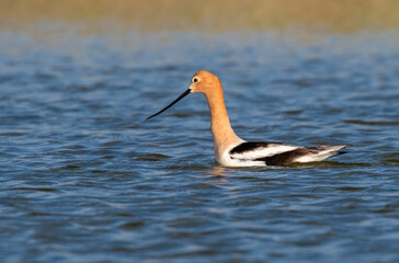 American avocets (Recurvirostra Americana) swimming near the ocean coast, Galveston, Texas, USA.