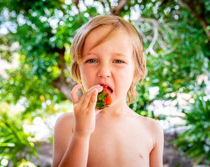 Healthy boy eats delicious red strawberry fruit