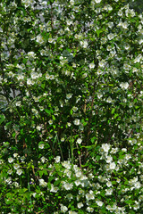 Grove of Seringat (Jasmine of poets) or Philadelphus, with white flowers