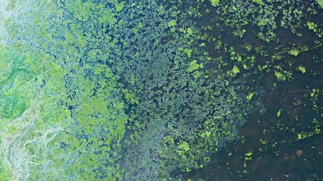 Aerial top down view of multicolored swamp. Swampy lake birds eye view. Bog, marsh texture from above. Green and blue natural colors, nature background in motion