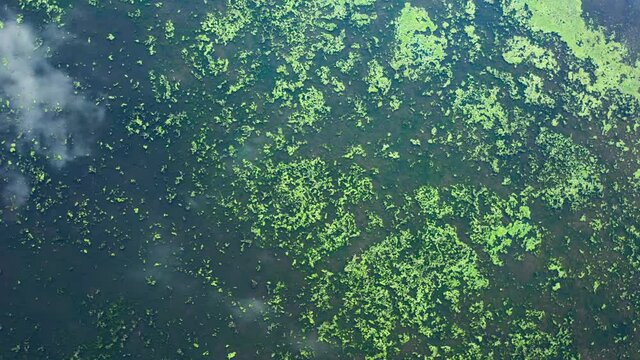 Aerial top down view of multicolored swamp. Swampy lake birds eye view. Drone flies over bog, marsh texture from above. Green and blue natural colors, nature background in motion