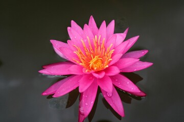 Lotus Flower or Waterlily.   Brachyceras Waterlily (Tropical Day Blooming). NYMPHAEACEAE. Colorful lotus flower. 