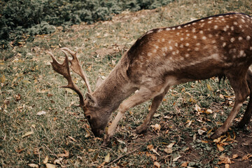 Deer eating green grass in the park.