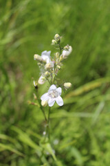 Foxglove beardtongue at Miami Woods in Morton Grove, Illinois in bright sun