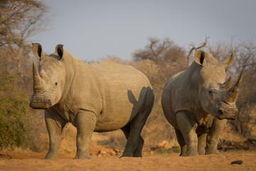 Fototapeta premium Two adult white rhino with big horns in Kruger Park South Africa