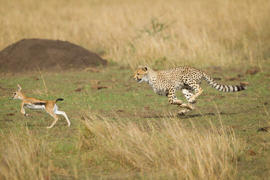 One adult cheetah chasing baby gazelle in Masai Mara Kenya