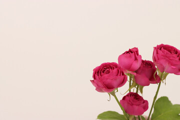 A colorful pink rose