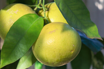 ripe grapefruit on the tree