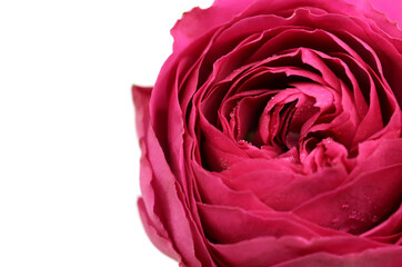 Fototapeta na wymiar A colorful pink rose
