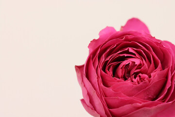 A colorful pink rose