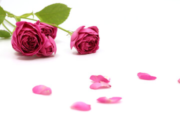 Fototapeta na wymiar A colorful pink rose
