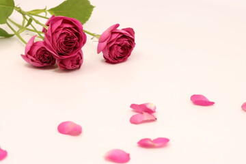 Obraz na płótnie Canvas A colorful pink rose