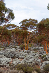 Fototapeta na wymiar The unique and endemic Goldfields woodlands of Western Australia