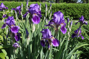 purple iris in bloom  in a garden 