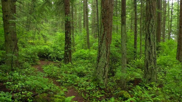 Rain Forest Trail in the Pacific Northwest. Springtime intense color in the understory and tall fir trees make for a delightful, and almost unreal, hike in this rain forest environment . 