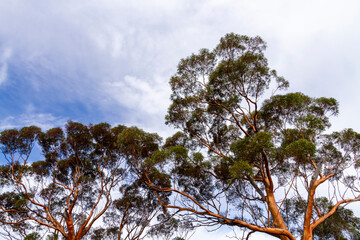 The unique and endemic Goldfields woodlands of Western Australia