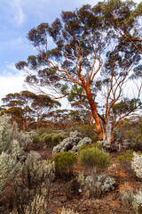 The unique and endemic Goldfields woodlands of Western Australia