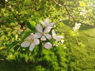 apple tree blossom