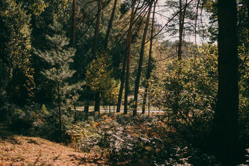 Forest or park. Autumn season. Sunny day.