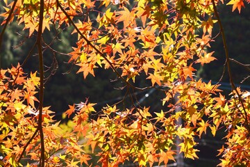 Autumn leaves of maple trees / Japan has four distinct seasons, and the latter half of October is the season of autumnal colors, the most gorgeous of the four seasons, spreading across the fields and 