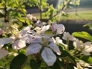 apple tree flowers