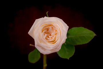 Close up macro shot of a bouquet of White Ohara roses variety, studio shot, white flowers