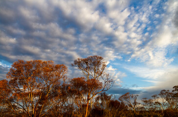 Sunset glows on the trees against a dramatic sky and wedge tail eagle nest in remote Western Australia