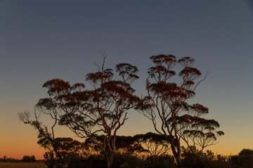 Mallee woodland silhouette against a sunset, Western Australia