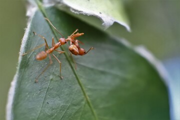 Weaver ant (Oecophylla smaragdina) or major worker