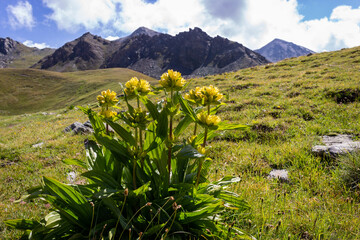 Alpine wild flower Genziana punctata (Spotted Gentian) with mountain meadow as background. Photo taken from Grauson valley at an altitude of 2500 meters. Aosta valley, Italy