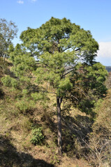 Fototapeta na wymiar Beautiful Tree Natural Location Himachal Pradesh India