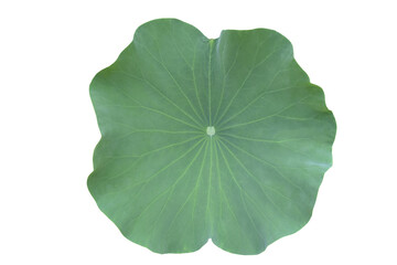 Fototapeta na wymiar Isolated single lotus leaf with clipping paths.