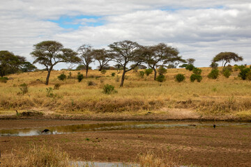 Fototapeta na wymiar タンザニア・タランギーレ国立公園にある枯れた川と、雲間から見える青空