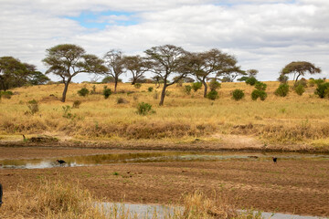 Fototapeta na wymiar タンザニア・タランギーレ国立公園の水がない川周辺の風景