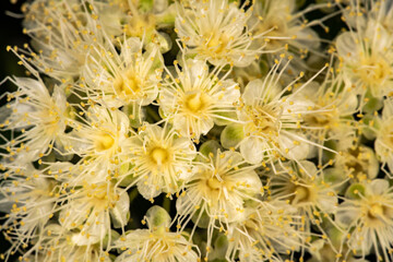 Lemon Myrtle Flowers (Backhousia citriodora)